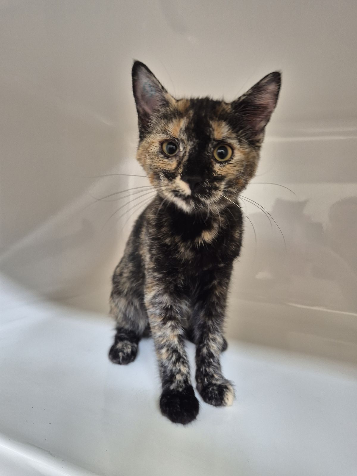 Gallery image: Tinkerbell