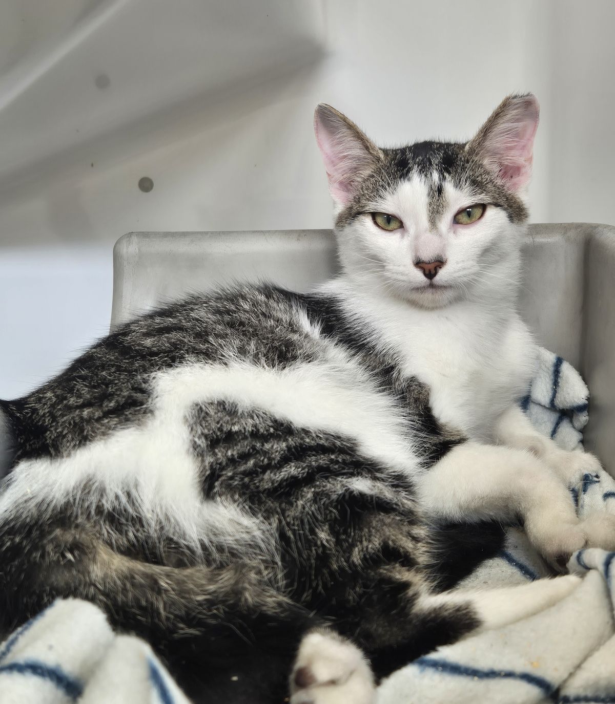 Gallery image: Radley