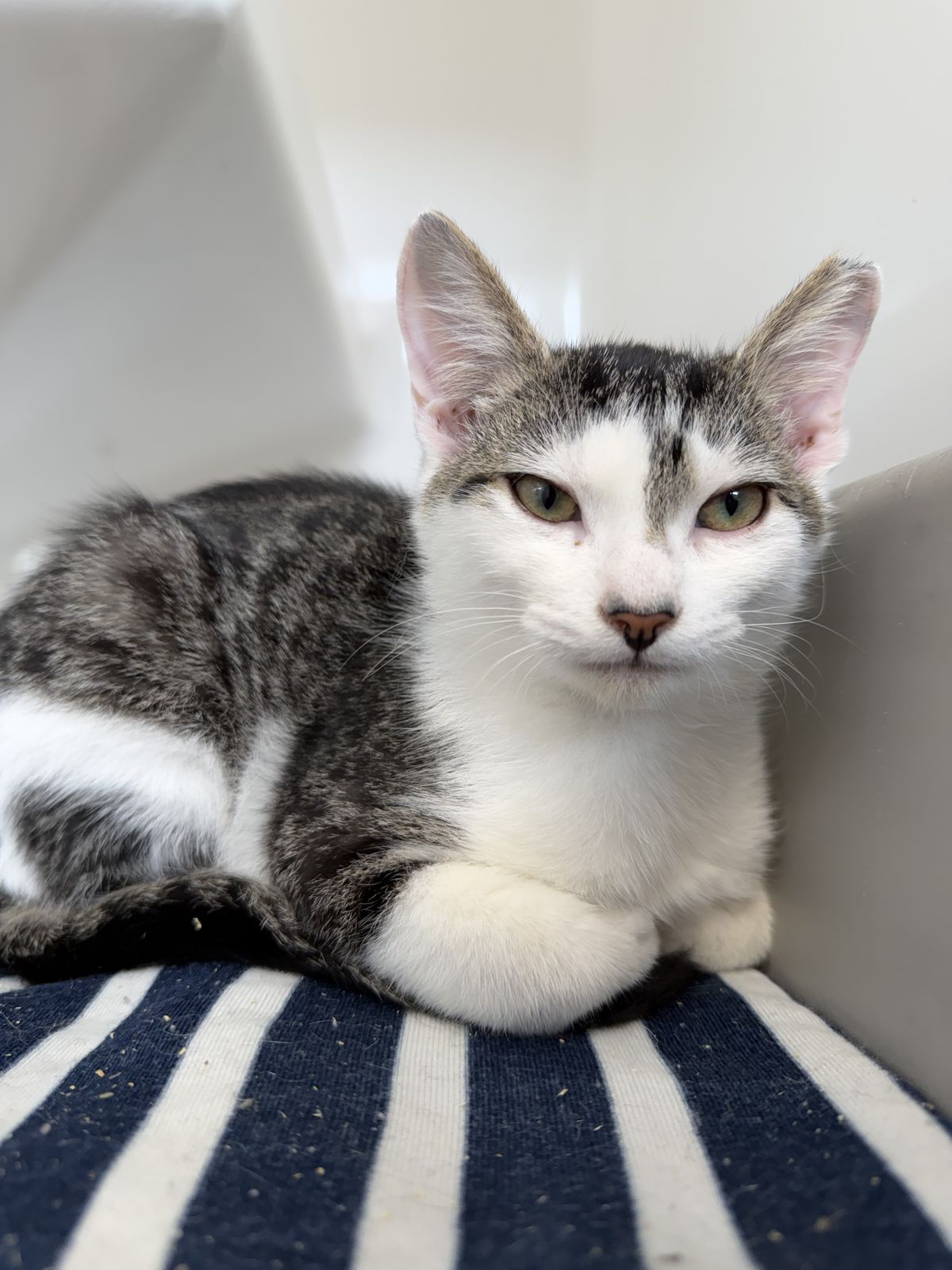 Gallery image: Radley