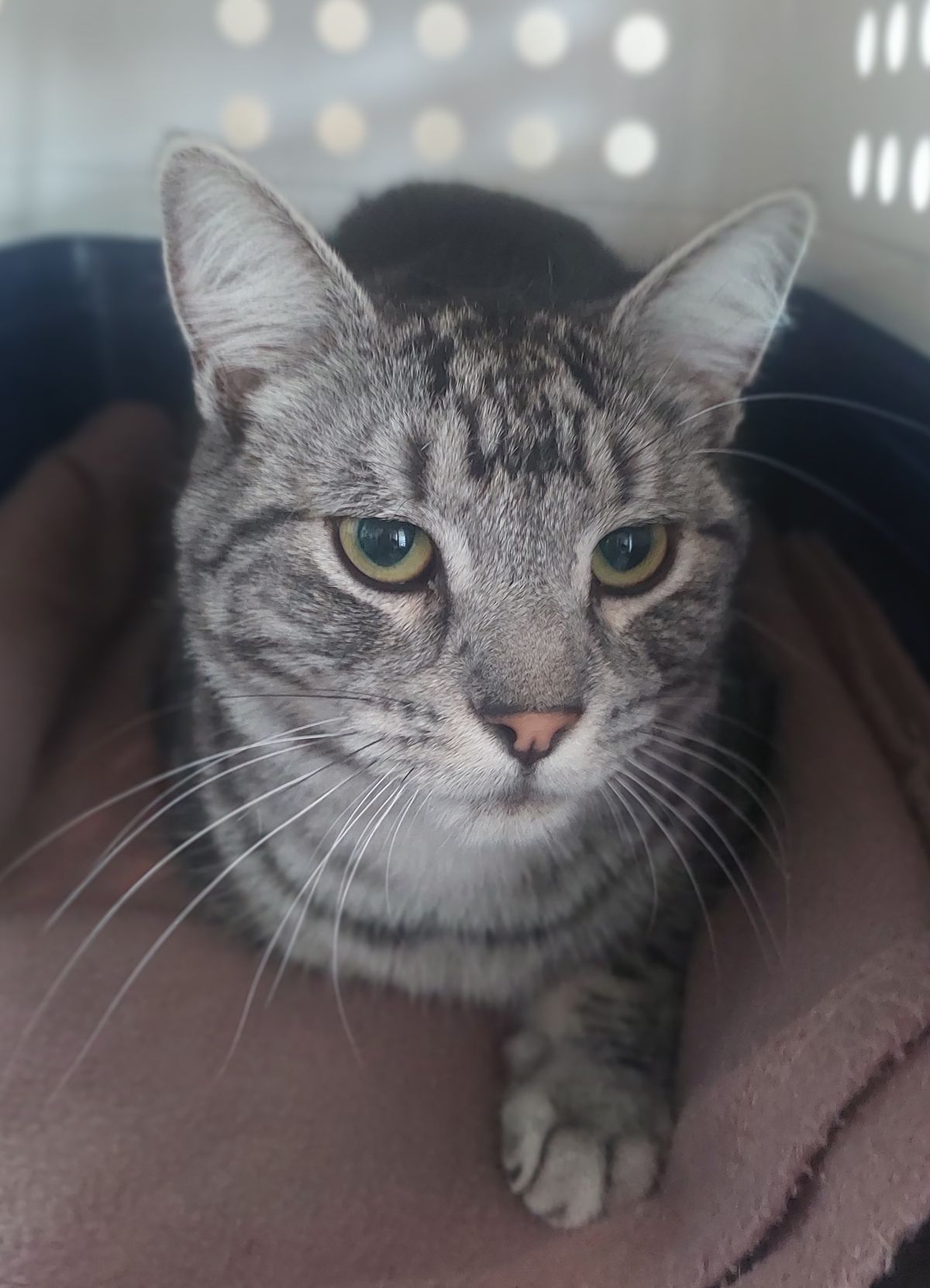 Gallery image: Tommy