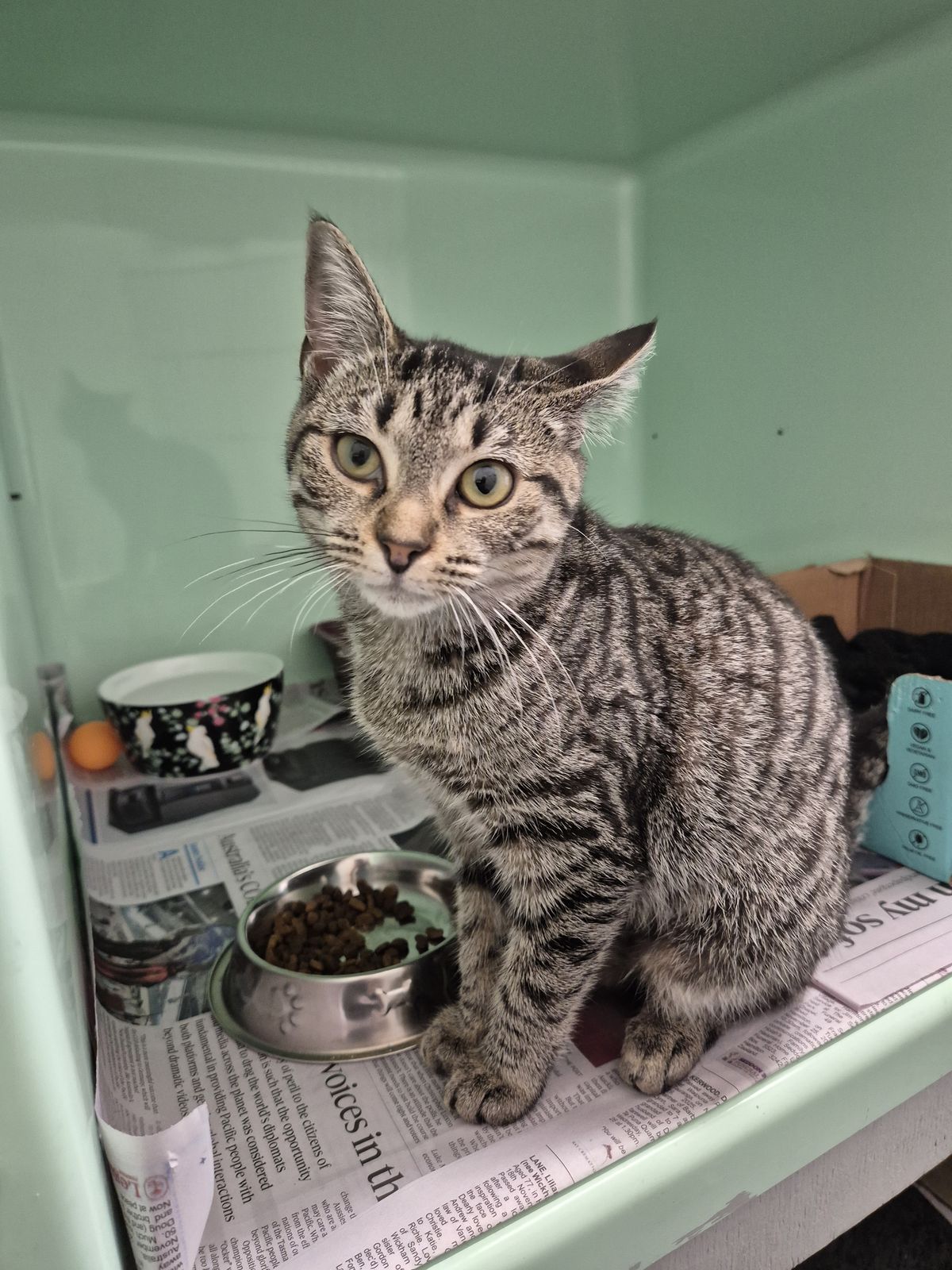 Gallery image: Toffee