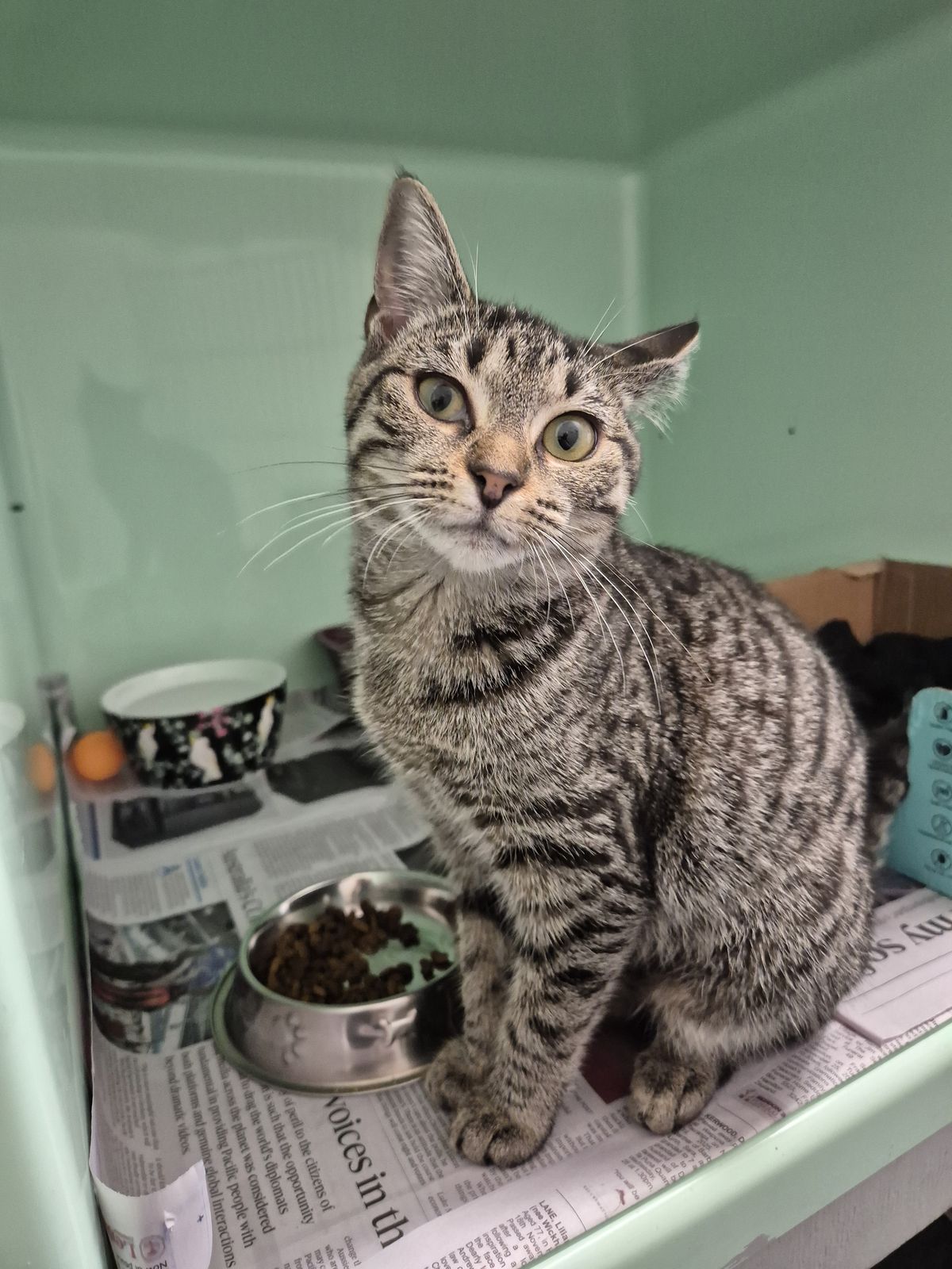 Gallery image: Toffee