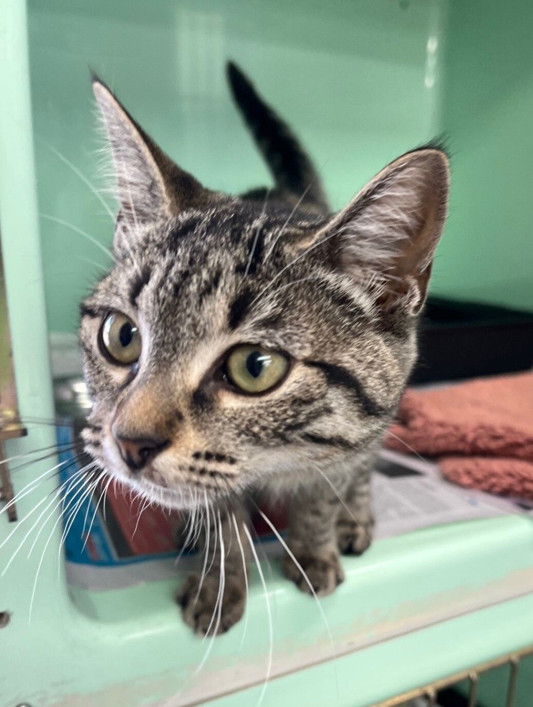 Gallery image: Toffee