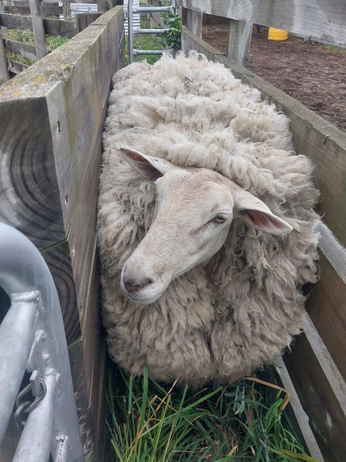 Gallery image: Fiona