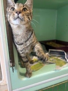 Gallery image: Corona