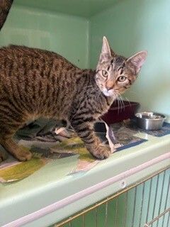 Gallery image: Corona