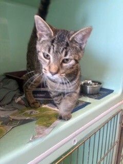 Gallery image: Corona