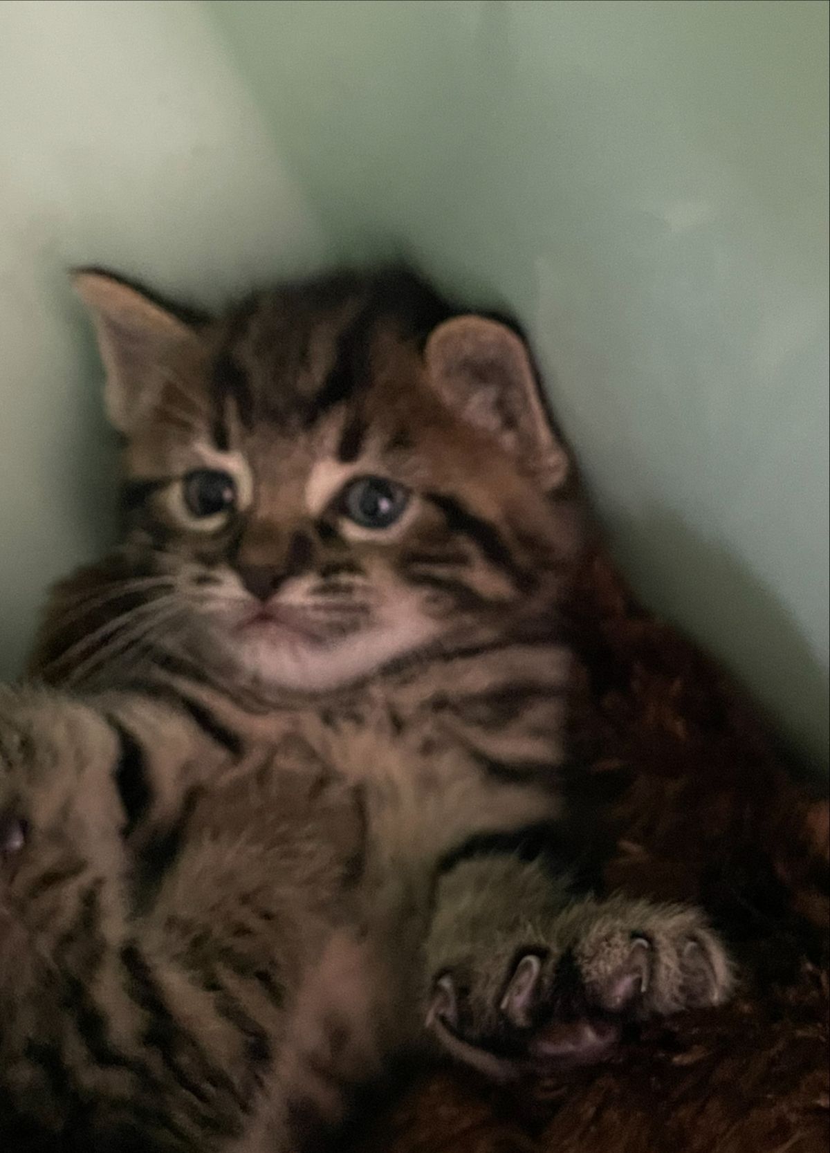 Gallery image: Corona