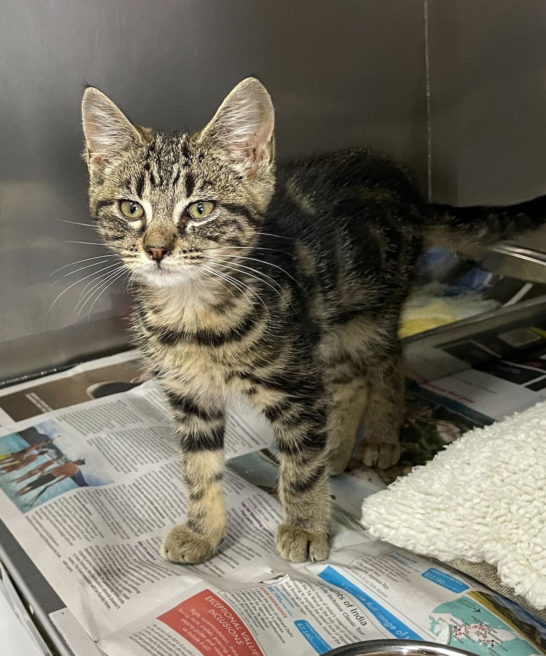 Gallery image: Tigger