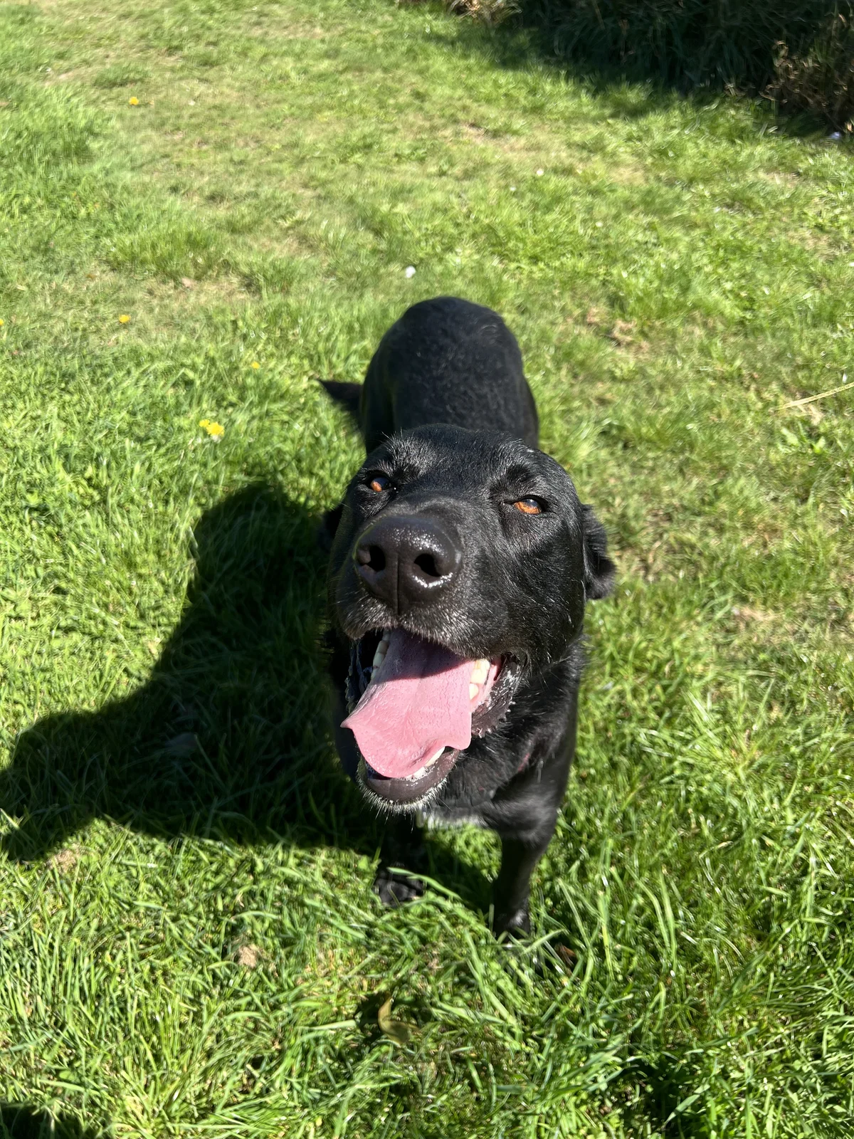 Gallery image: Lucky