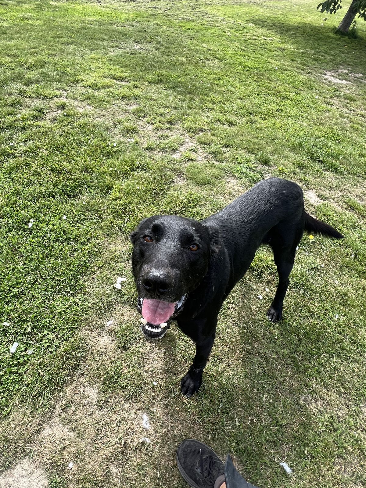 Gallery image: Lucky