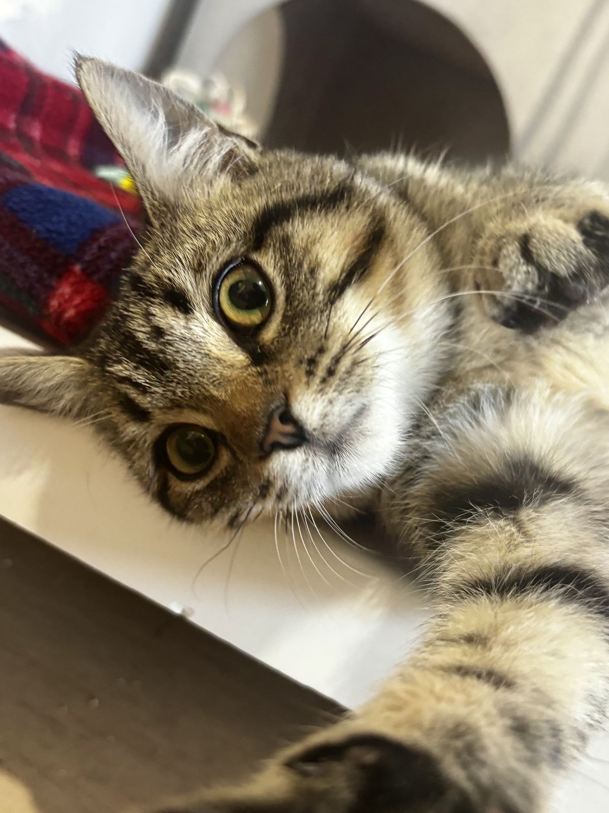 Gallery image: Tammy