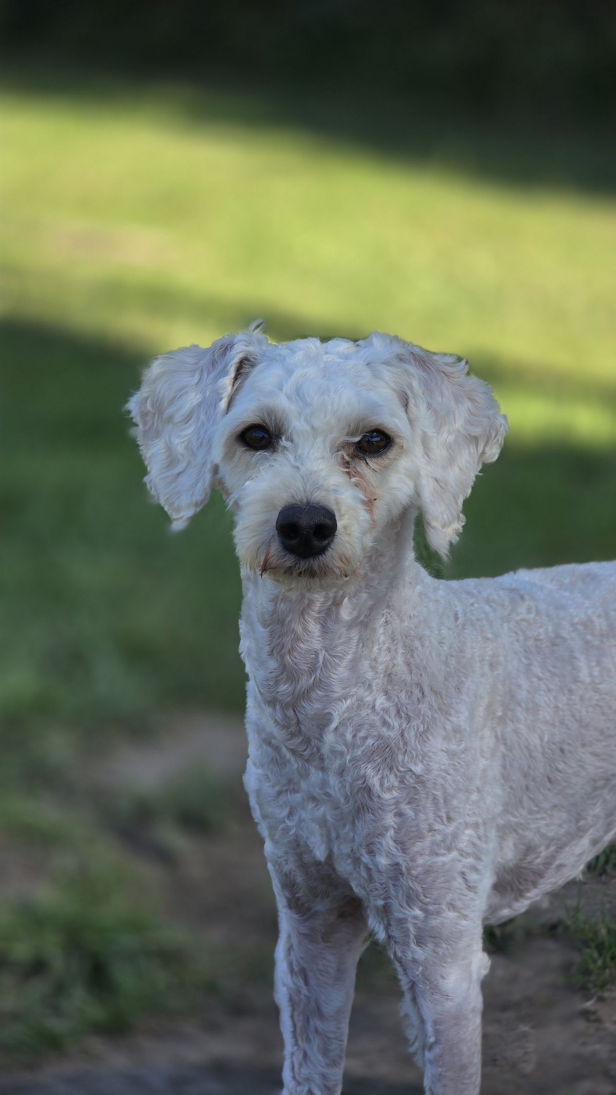 Gallery image: Oscar