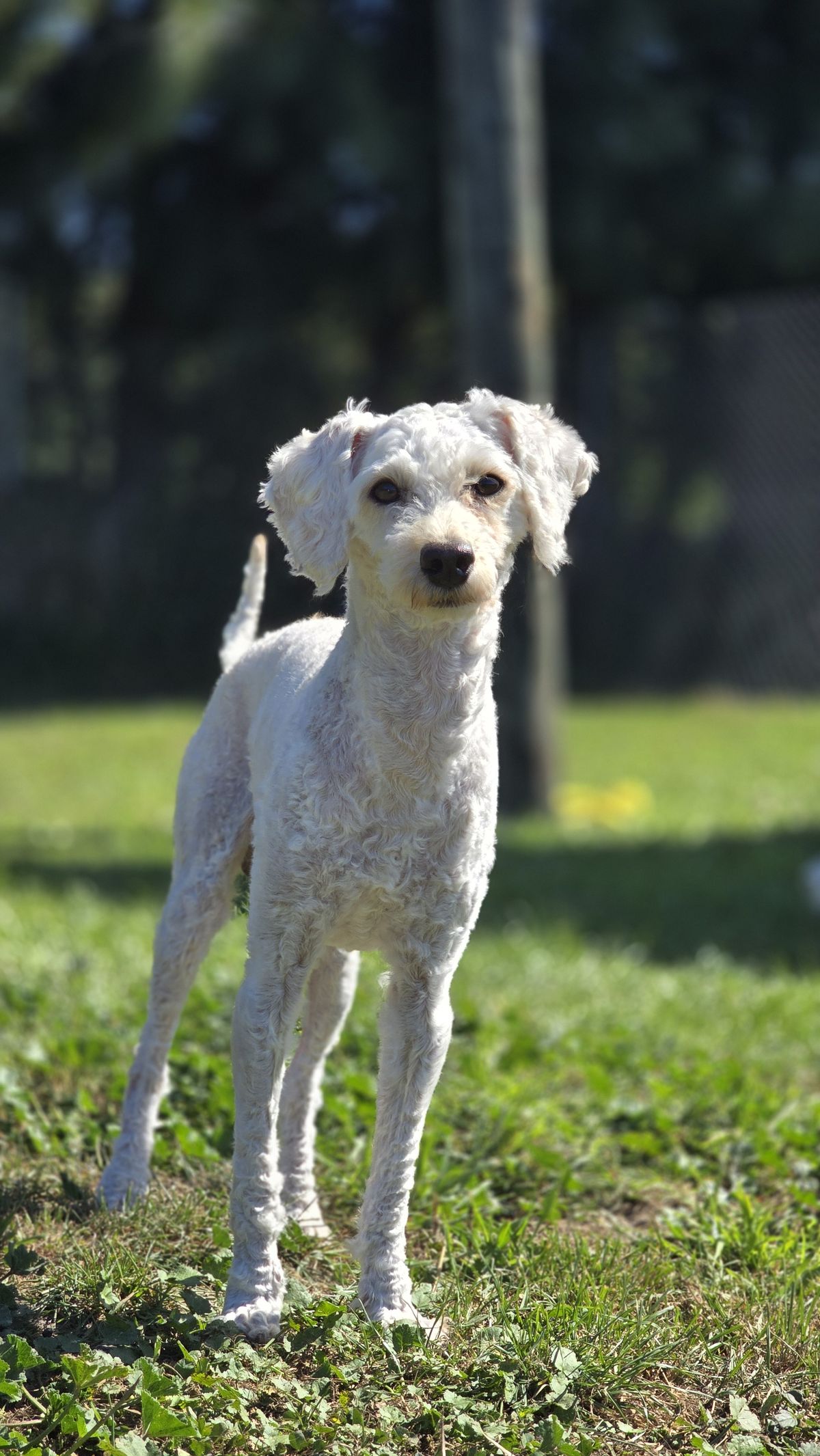 Gallery image: Oscar