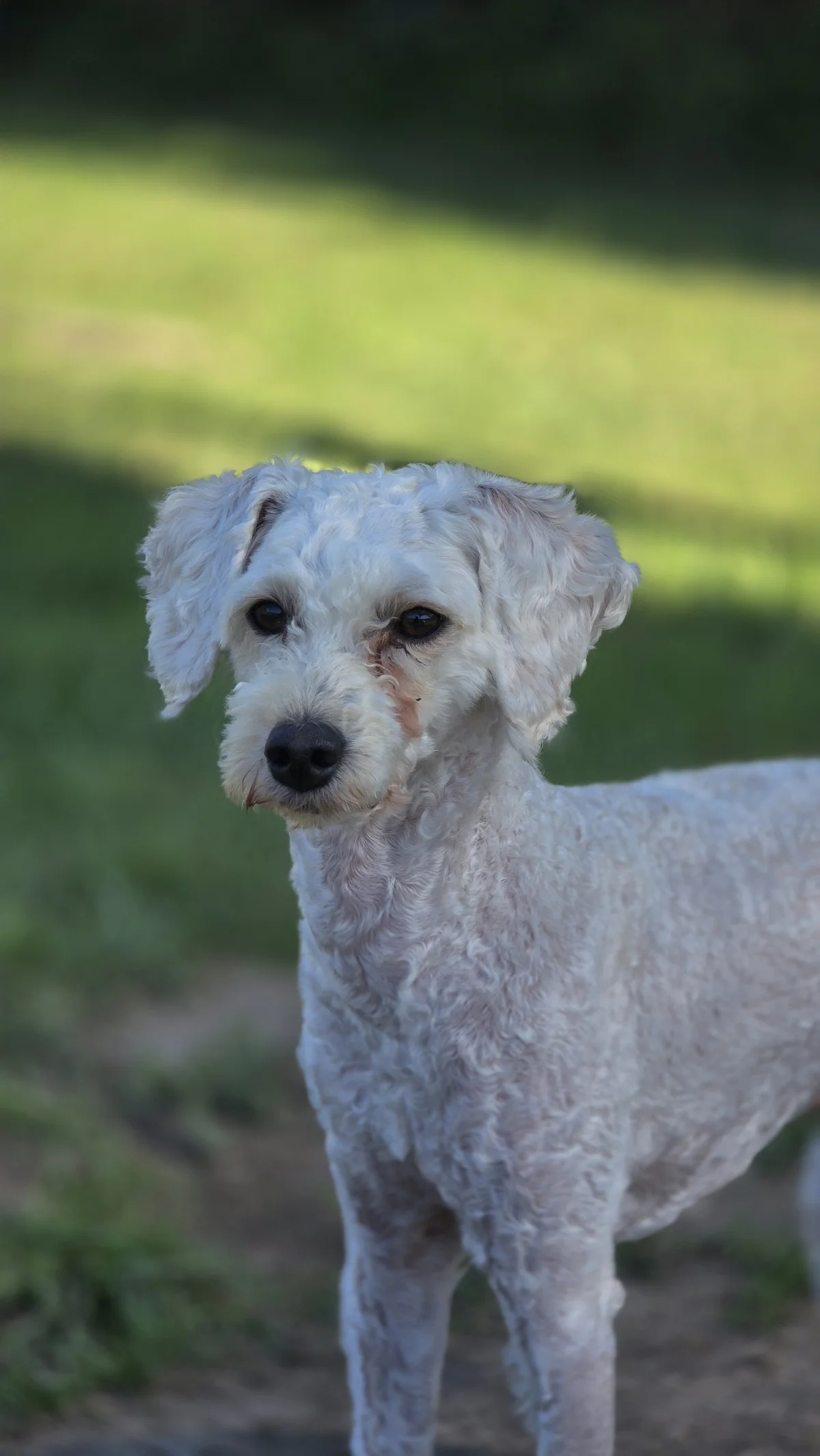 Gallery image: Oscar