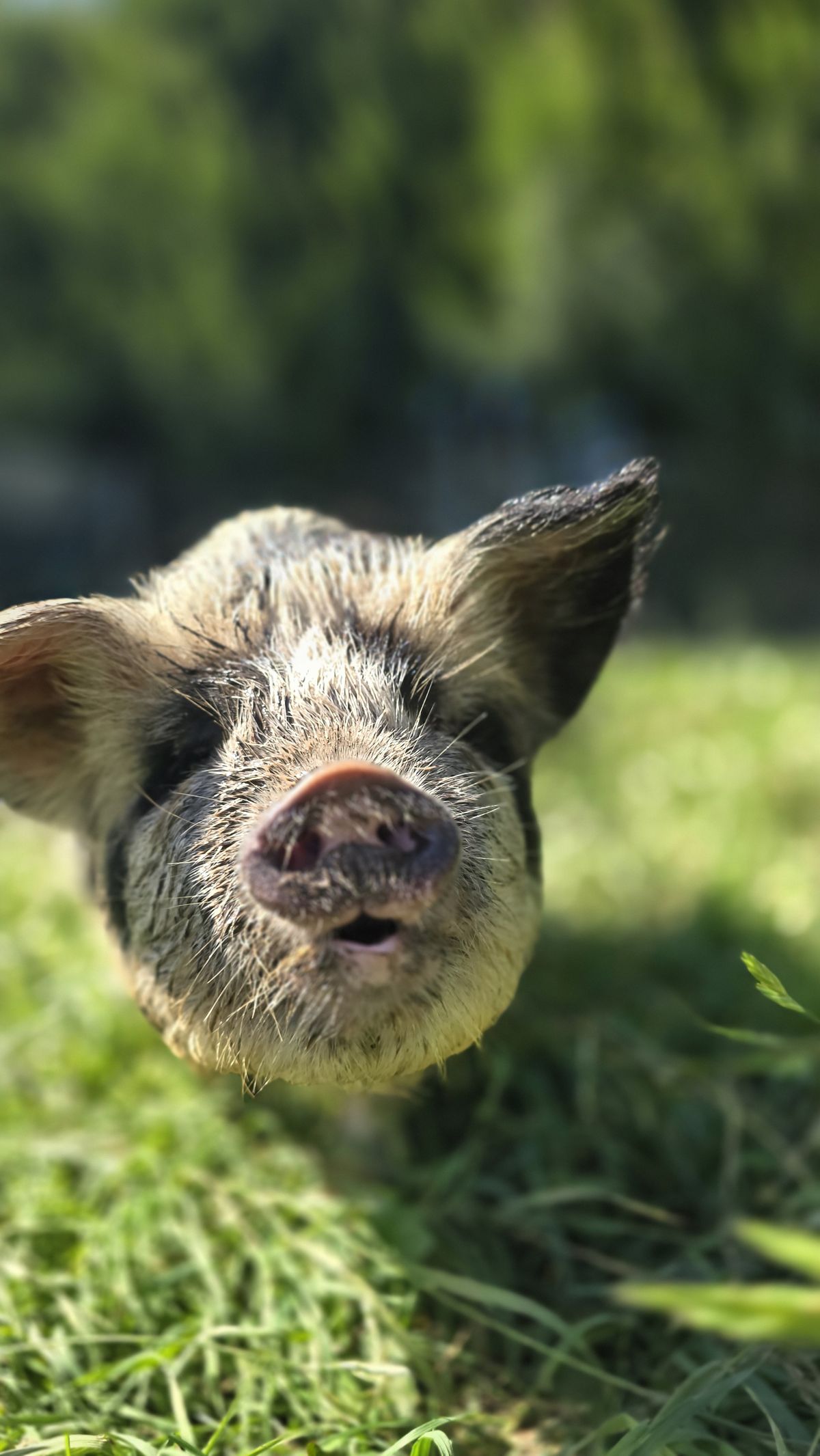 Gallery image: Peppa