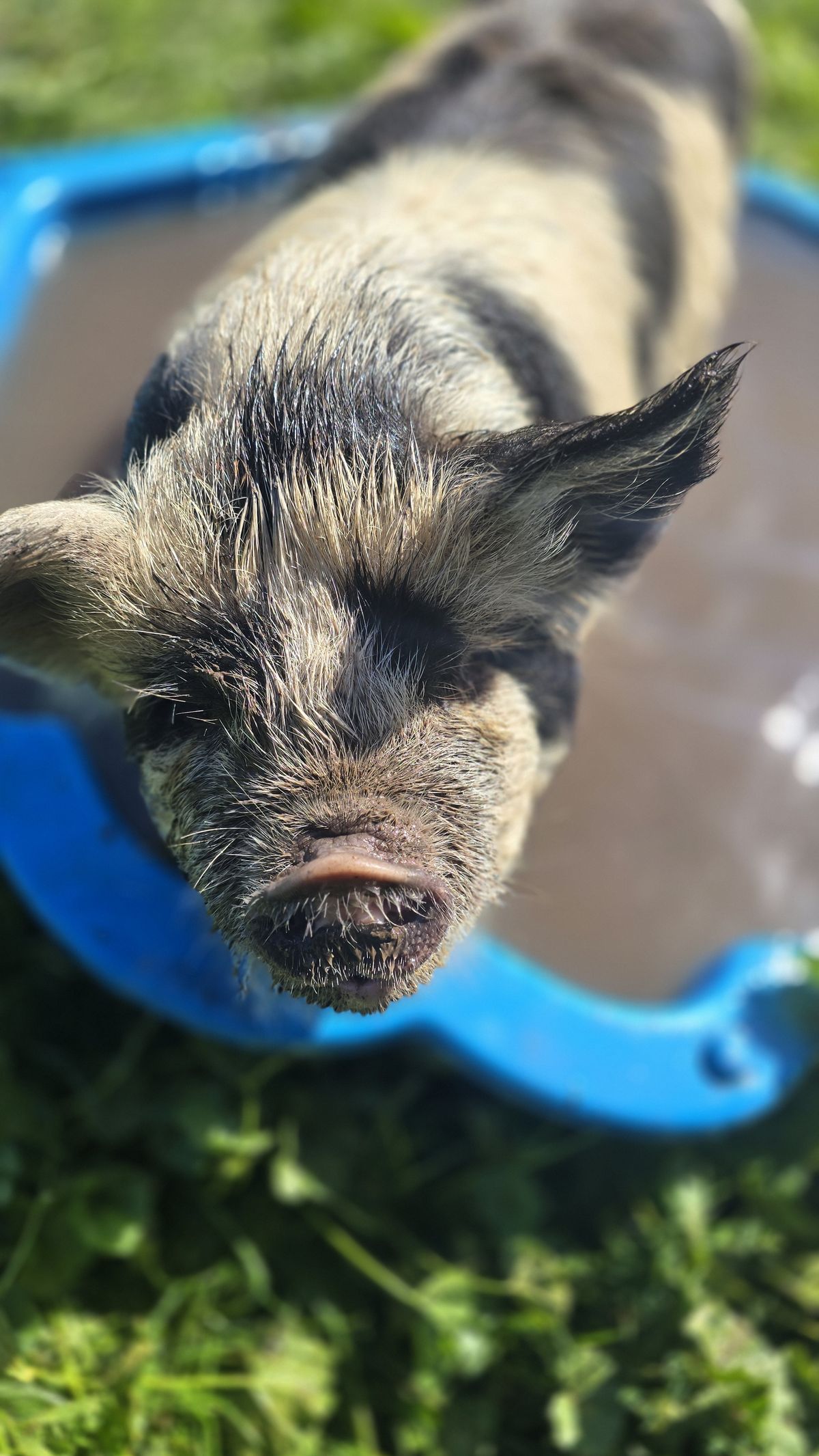 Gallery image: Peppa