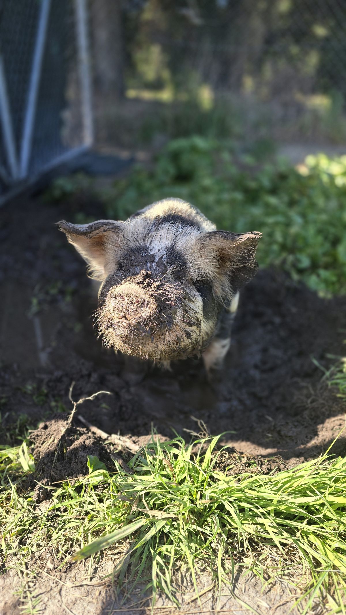 Gallery image: Peppa