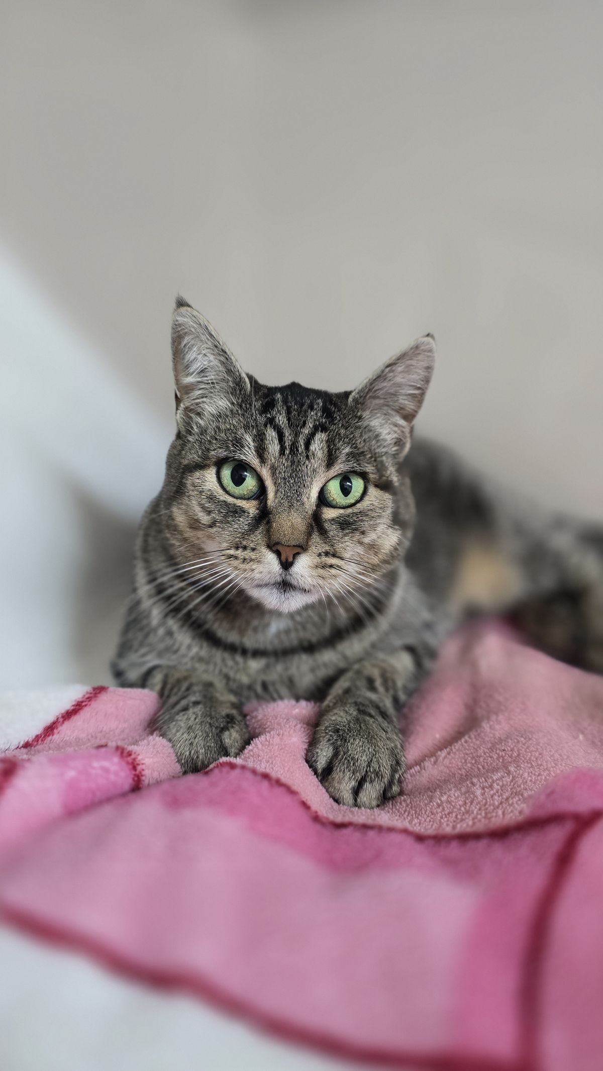 Gallery image: Belly