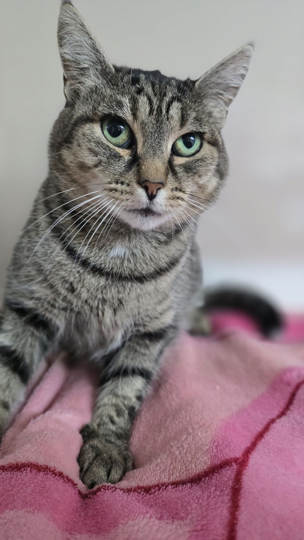 Gallery image: Belly