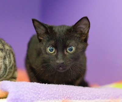 Inky - Domestic Short Hair