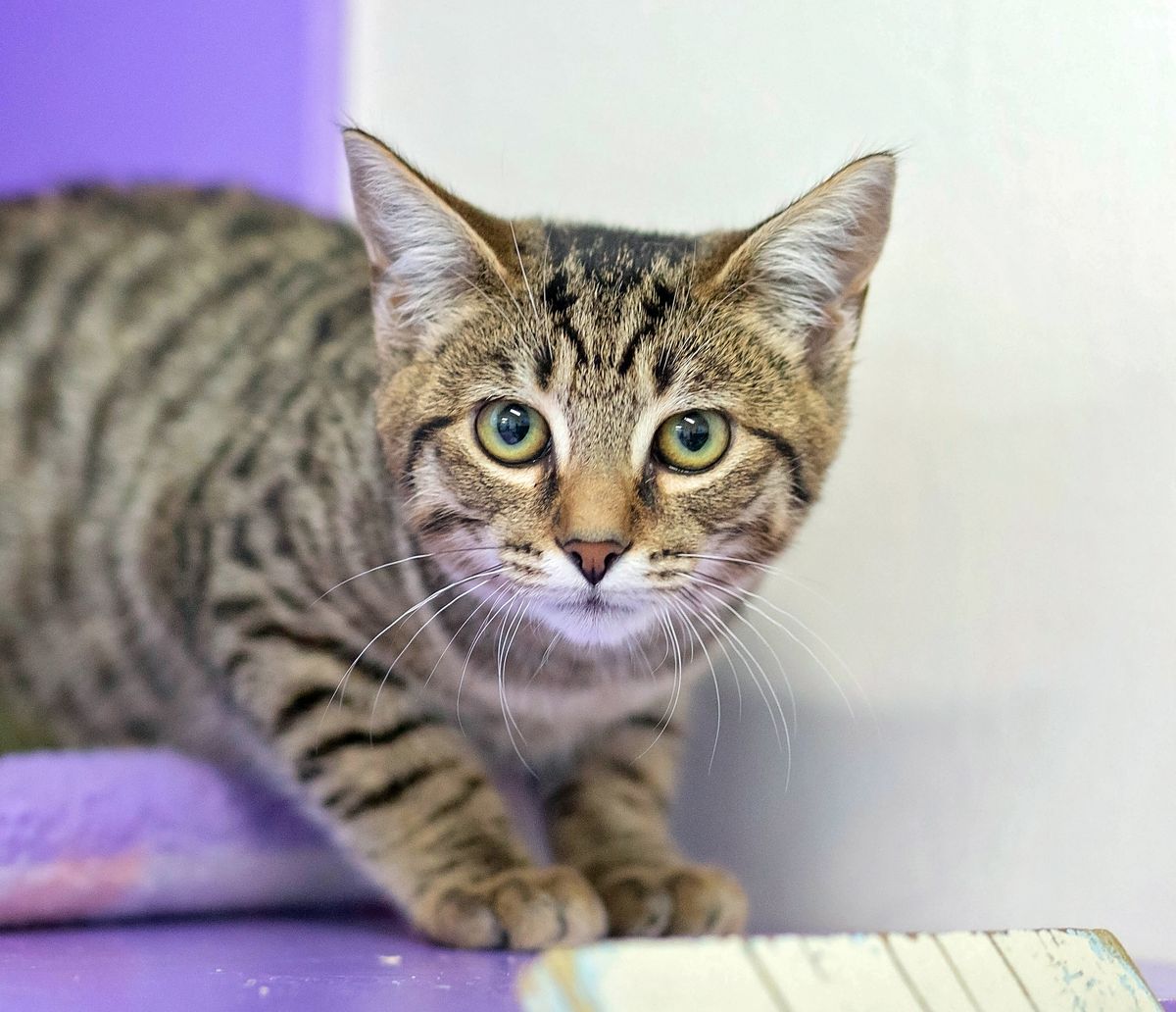 Gallery image: Scribble