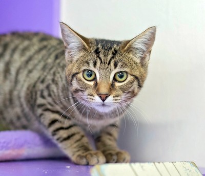 Scribble - Domestic Short Hair