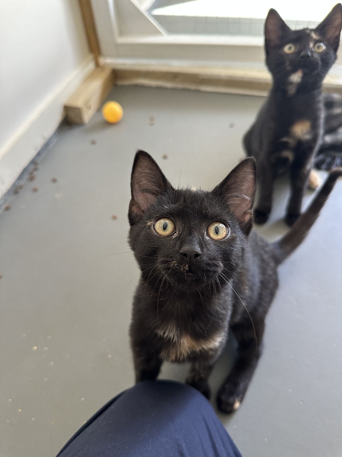 Gallery image: Raisin