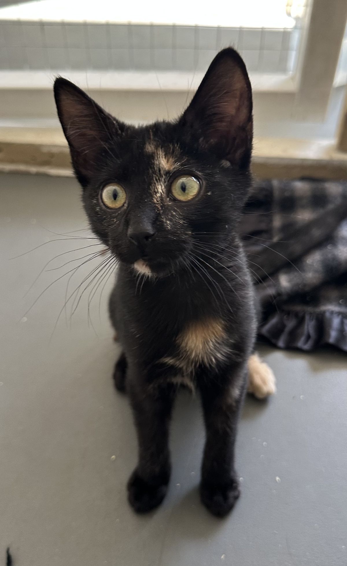 Gallery image: Raisin