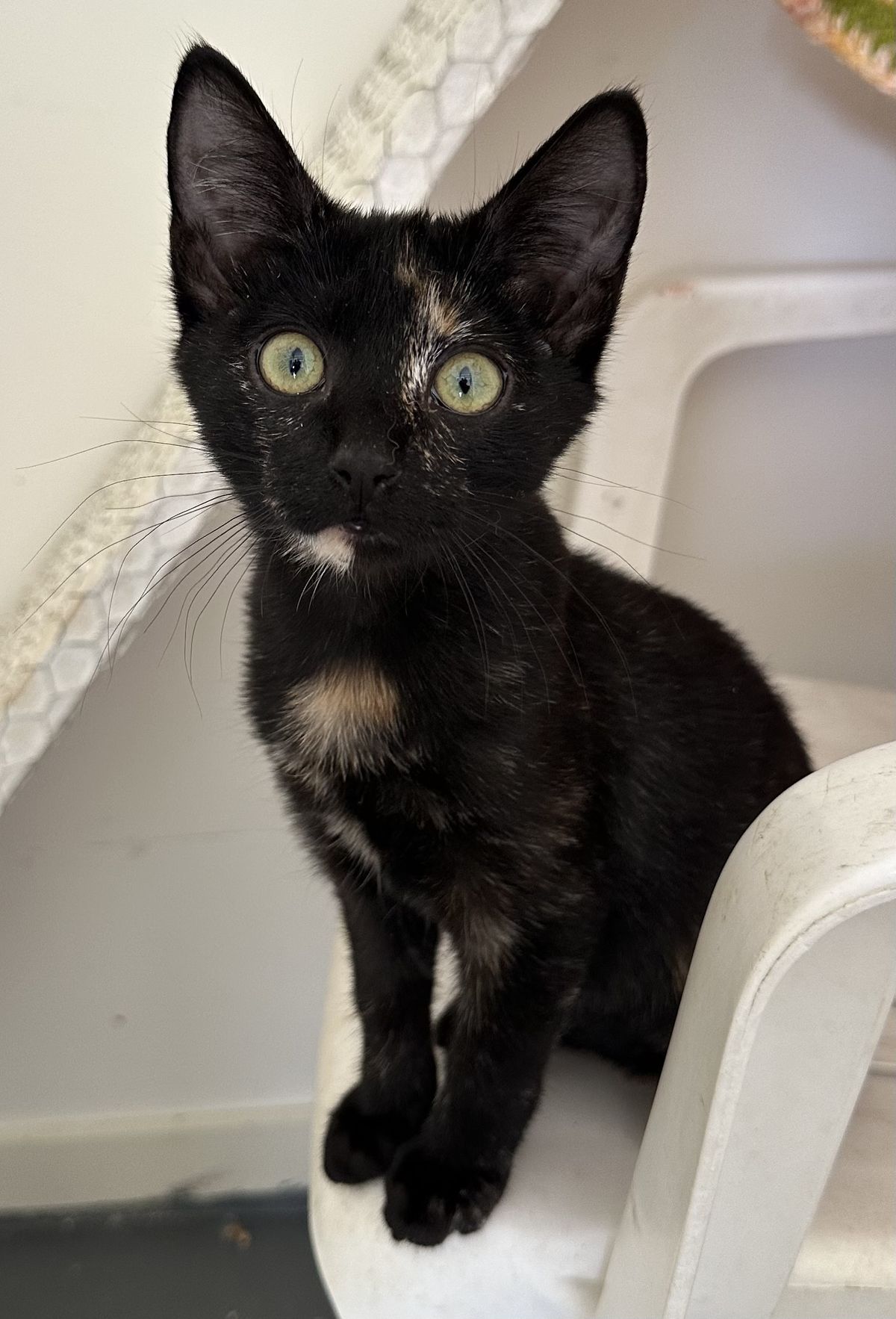 Gallery image: Raisin