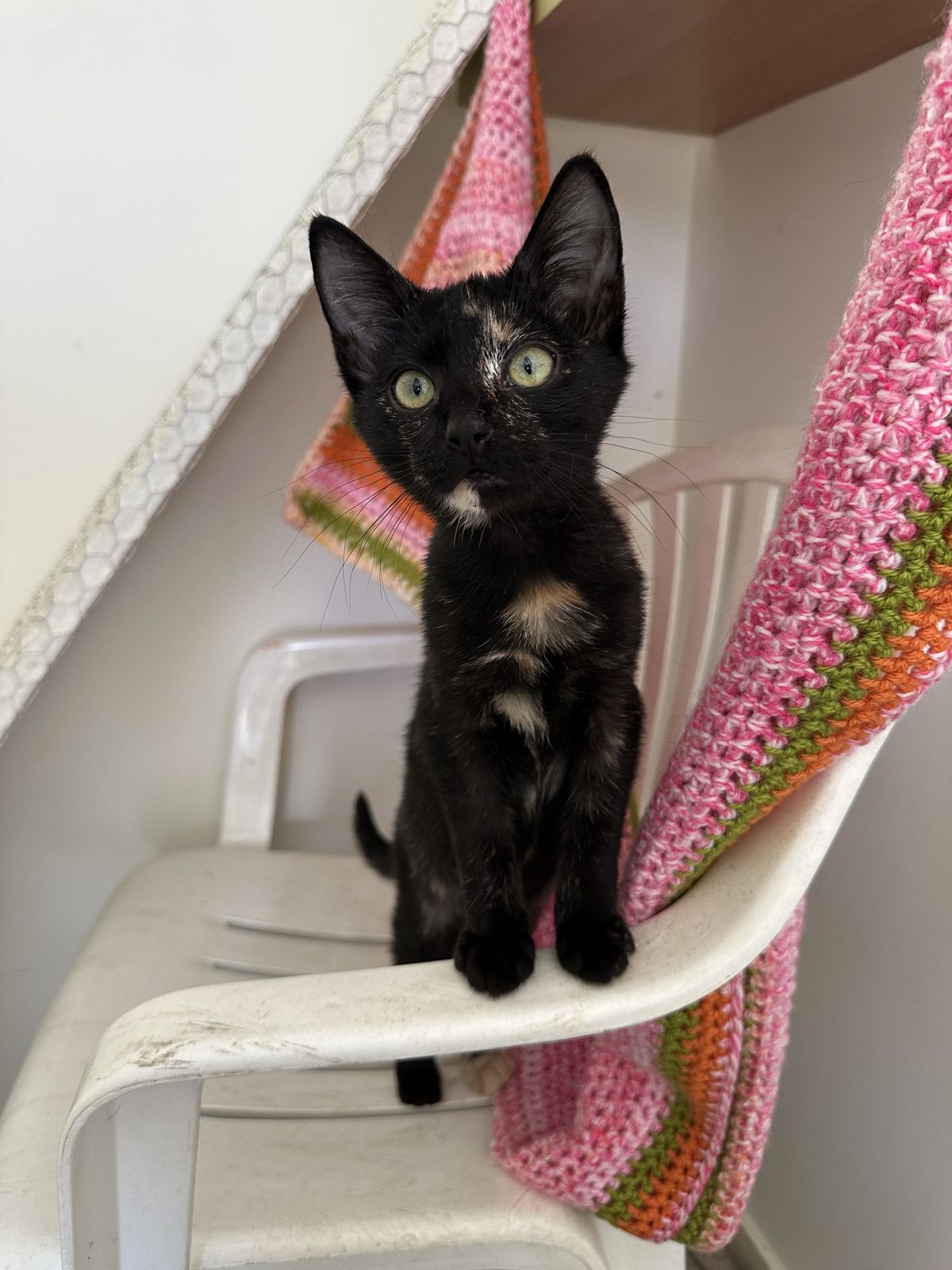 Gallery image: Raisin