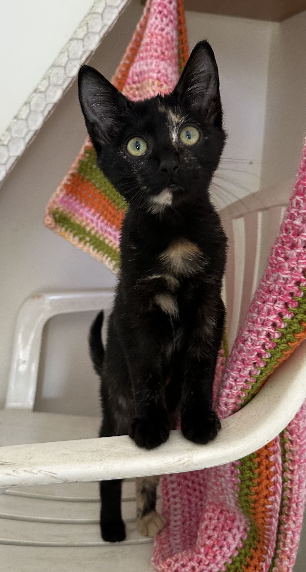 Gallery image: Raisin