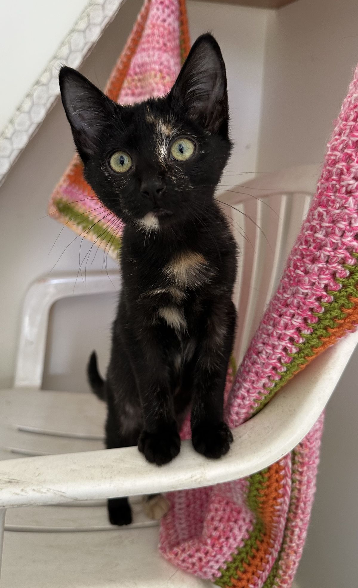 Gallery image: Raisin