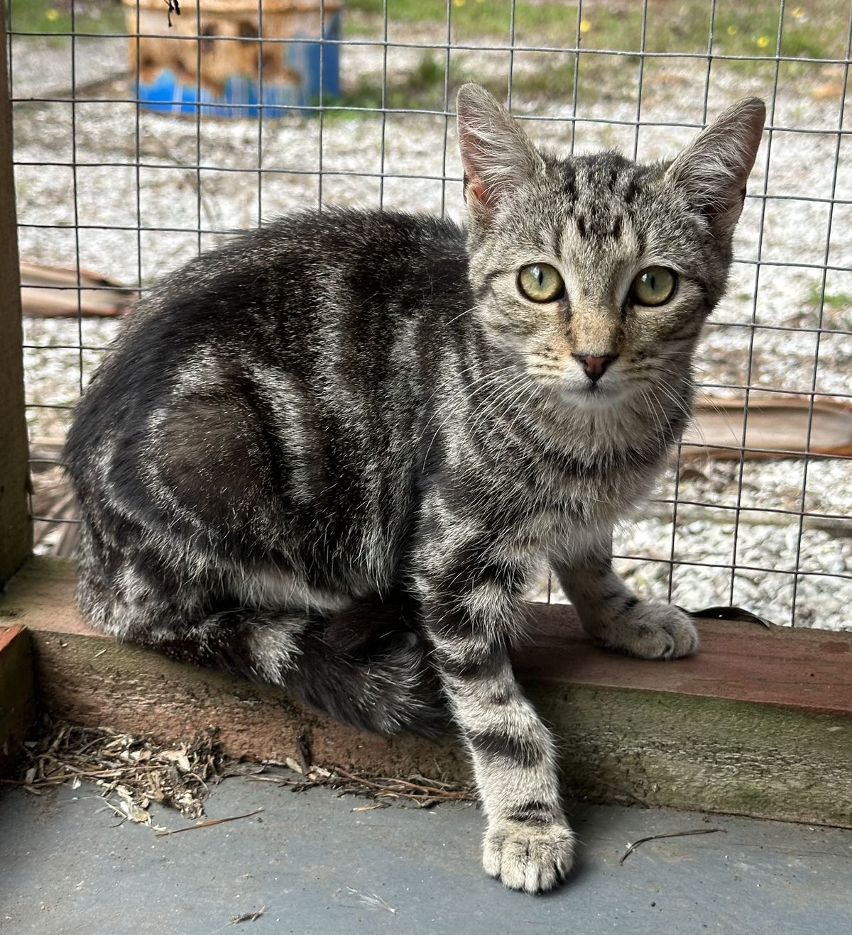 Gallery image: Piper