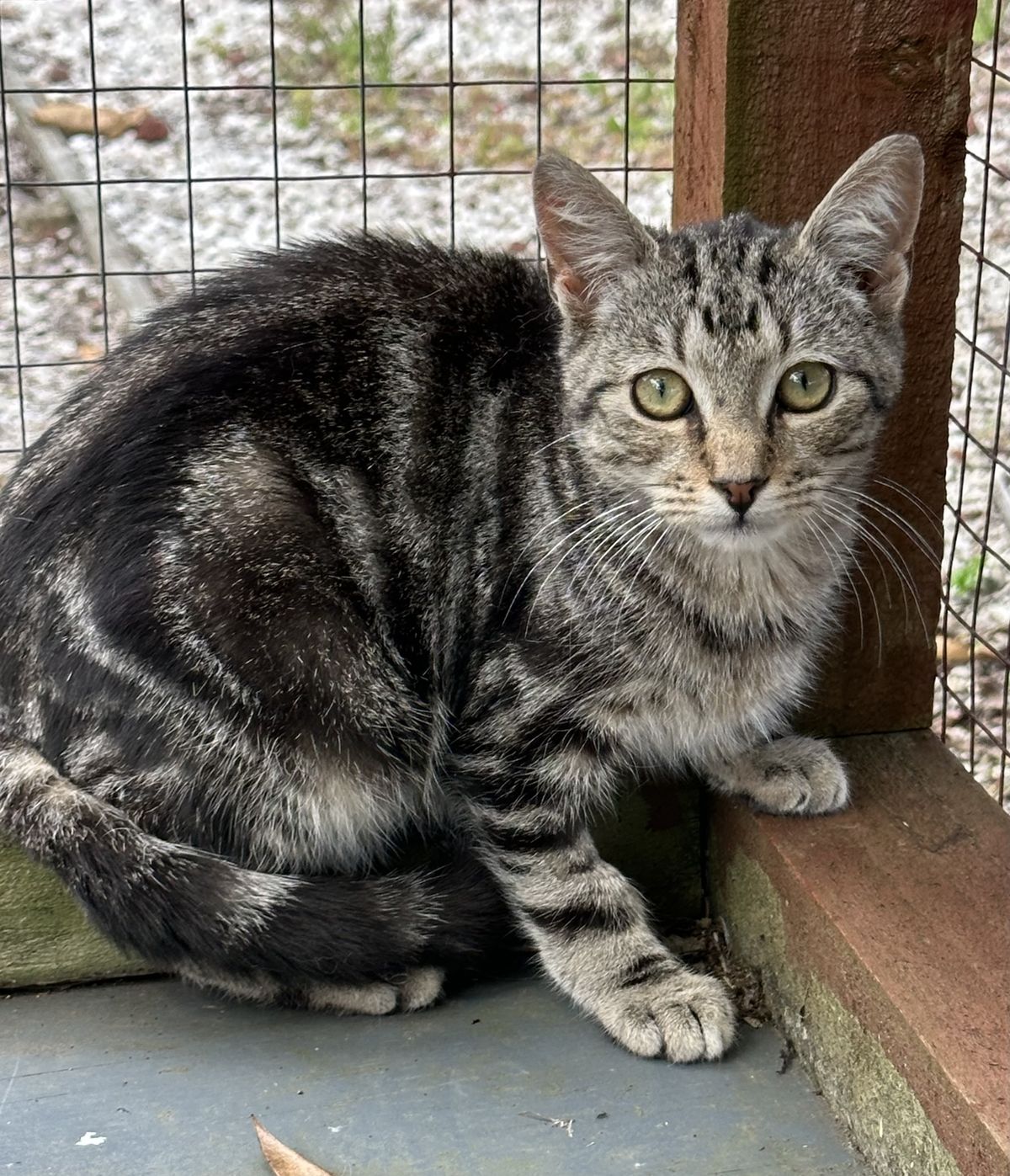 Gallery image: Piper