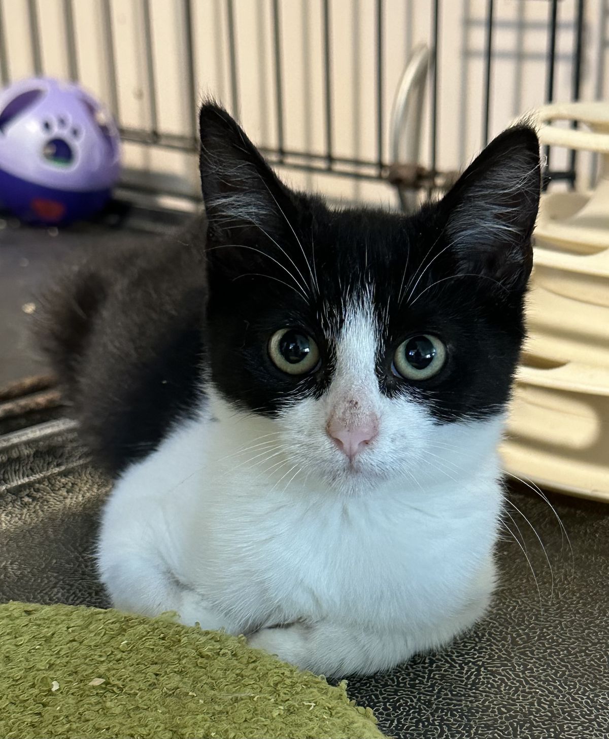 Gallery image: Ramen