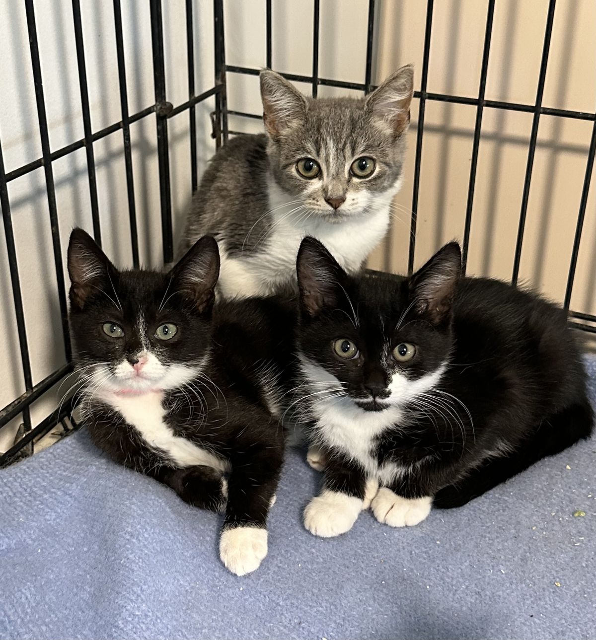 Gallery image: Ravioli