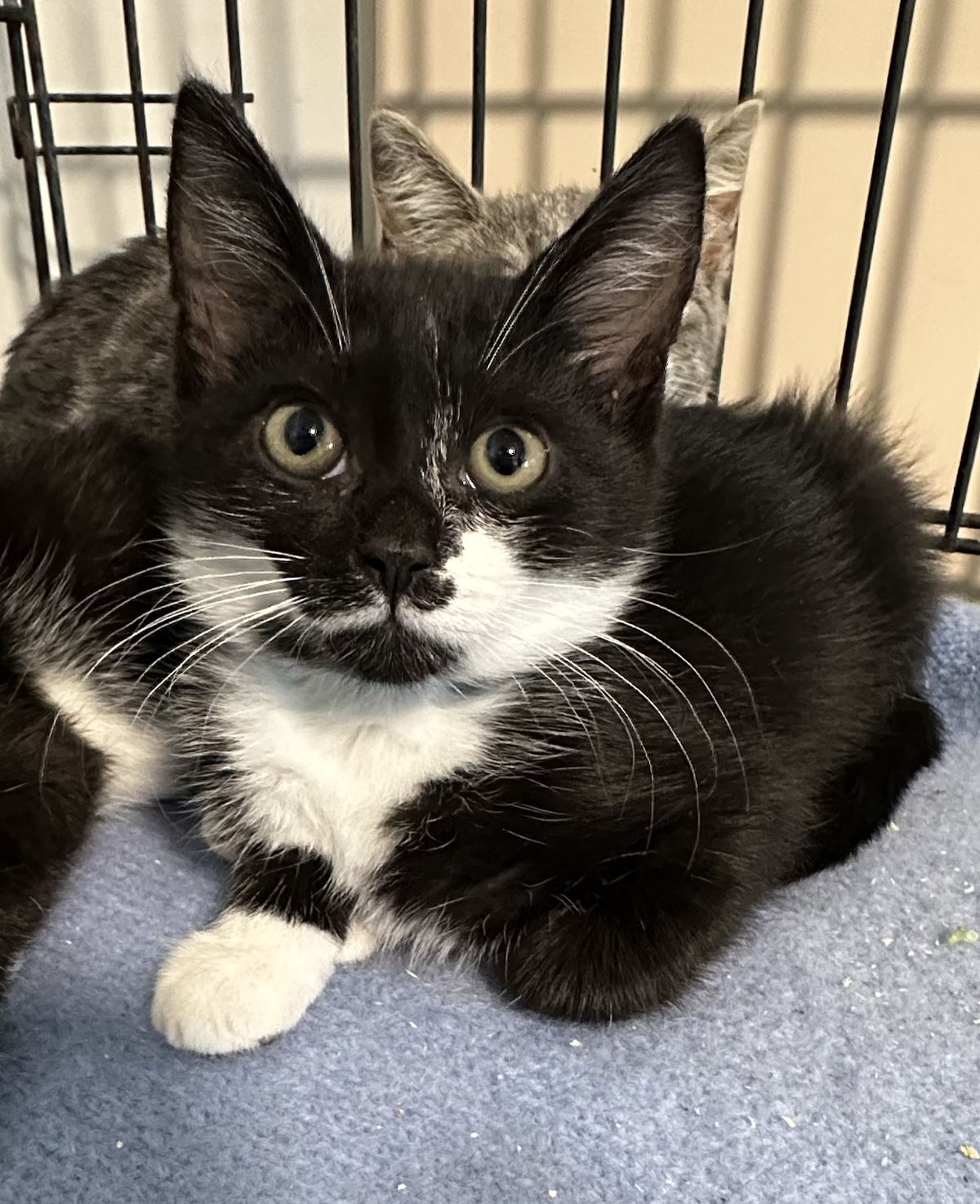 Gallery image: Ravioli