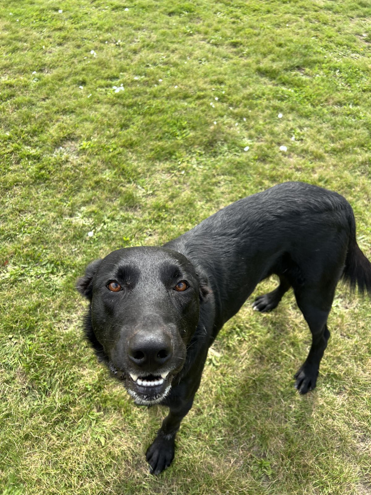 Gallery image: Lucky