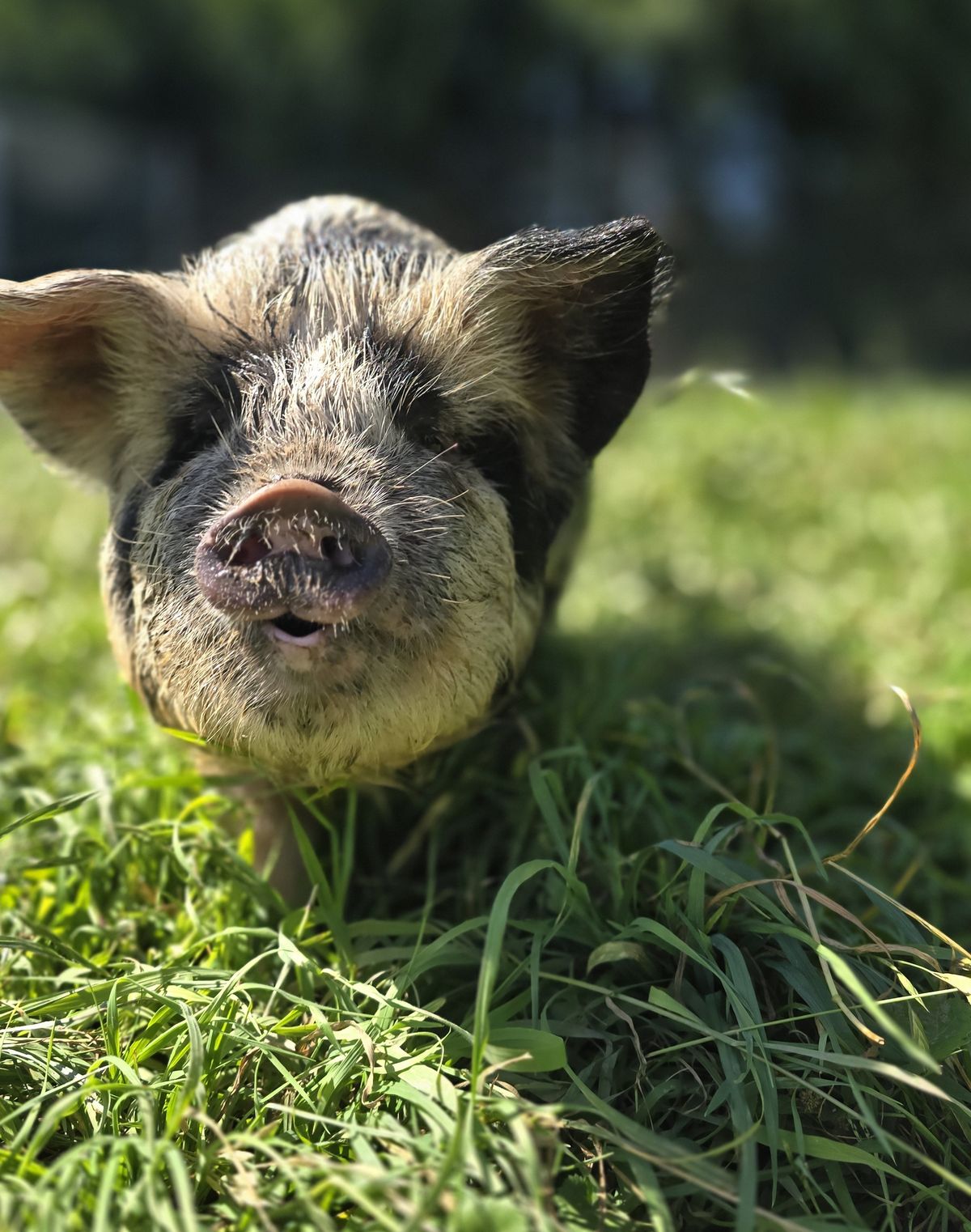 Gallery image: Peppa