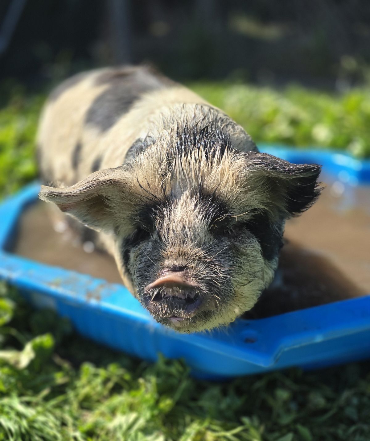 Gallery image: Peppa