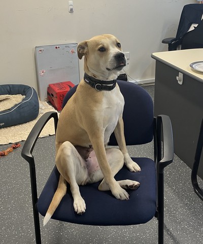 Tess - Medium Cross Breed