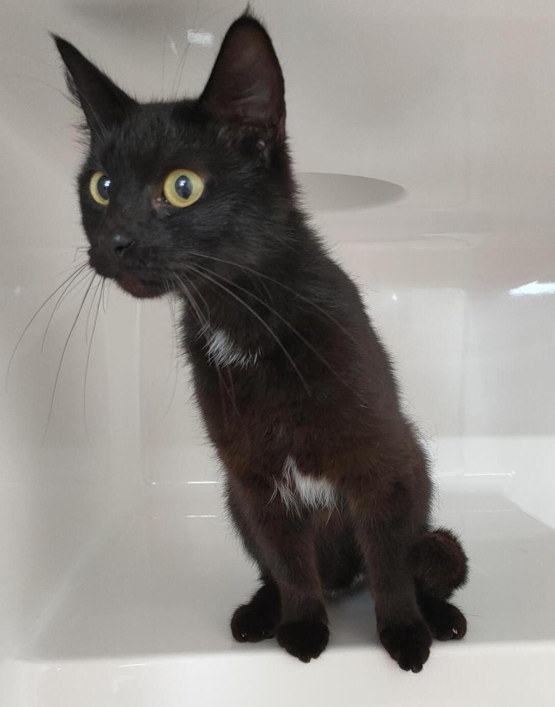 Gallery image: Alice