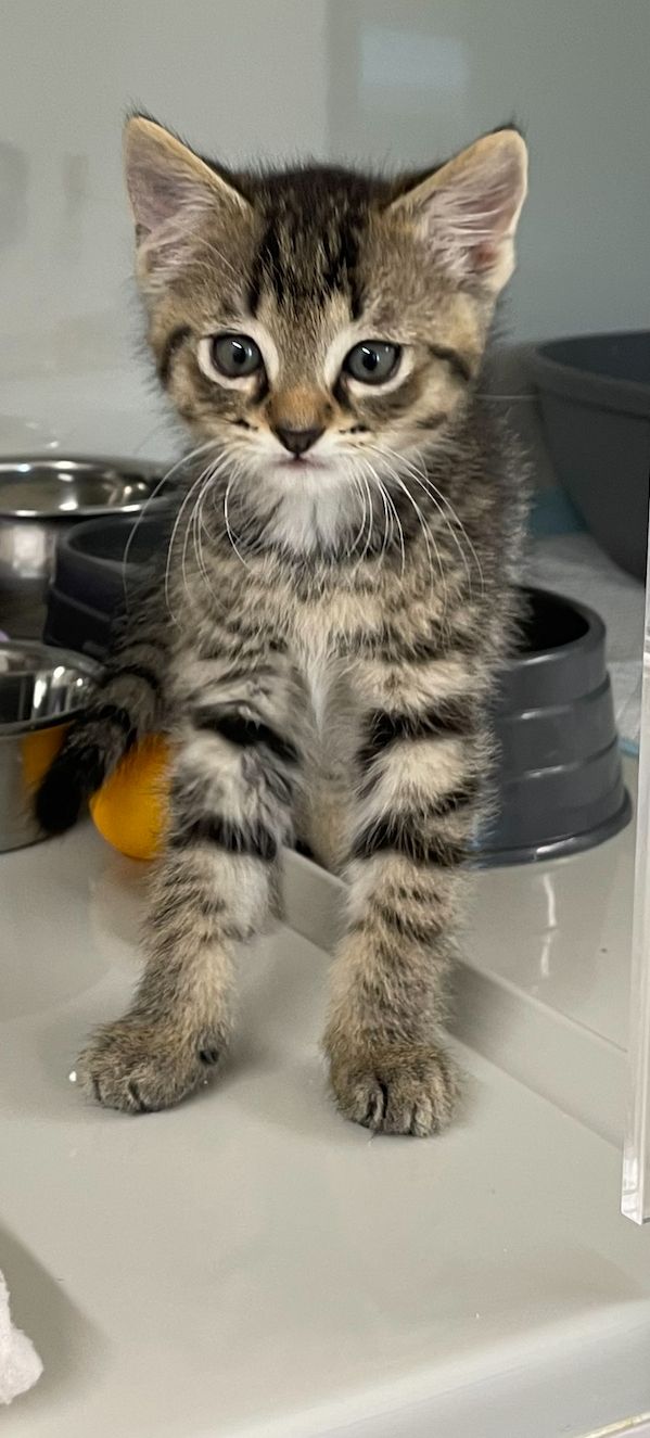 Gallery image: Poppy