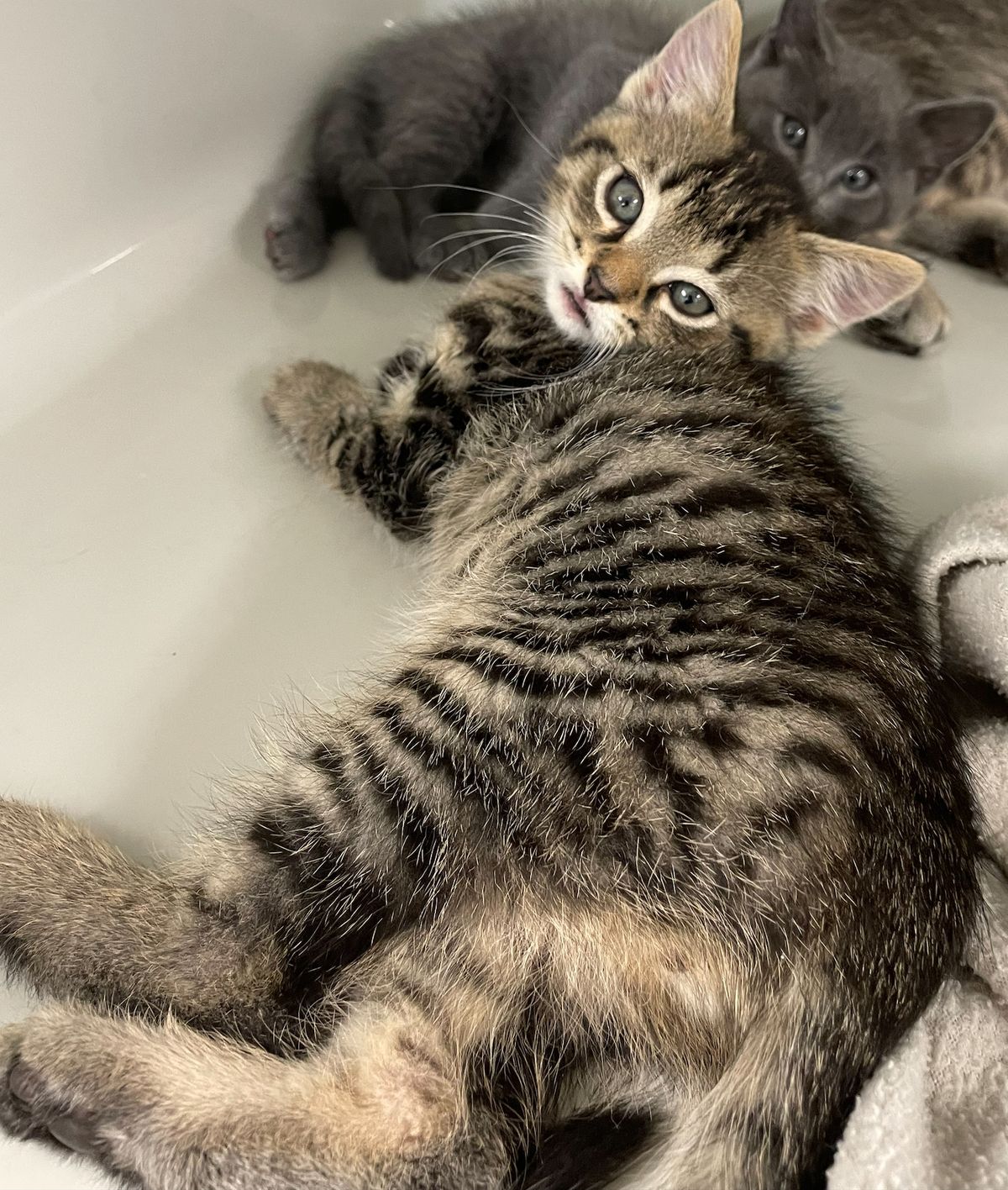 Gallery image: Poppy