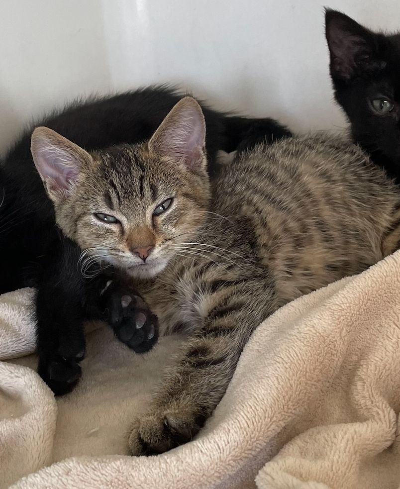 Gallery image: Eddie