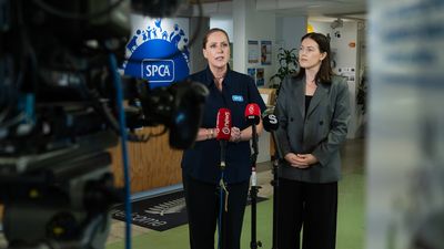 Government invests nearly half a million dollars with SPCA to desex roaming dogs in Auckland and Northland