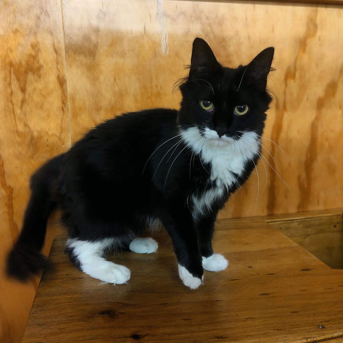 Gallery image: Mercedes