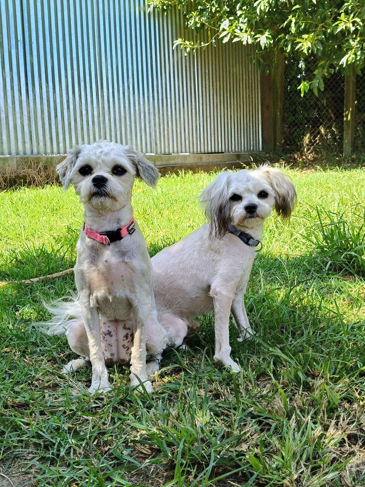 Gallery image: Fiyero