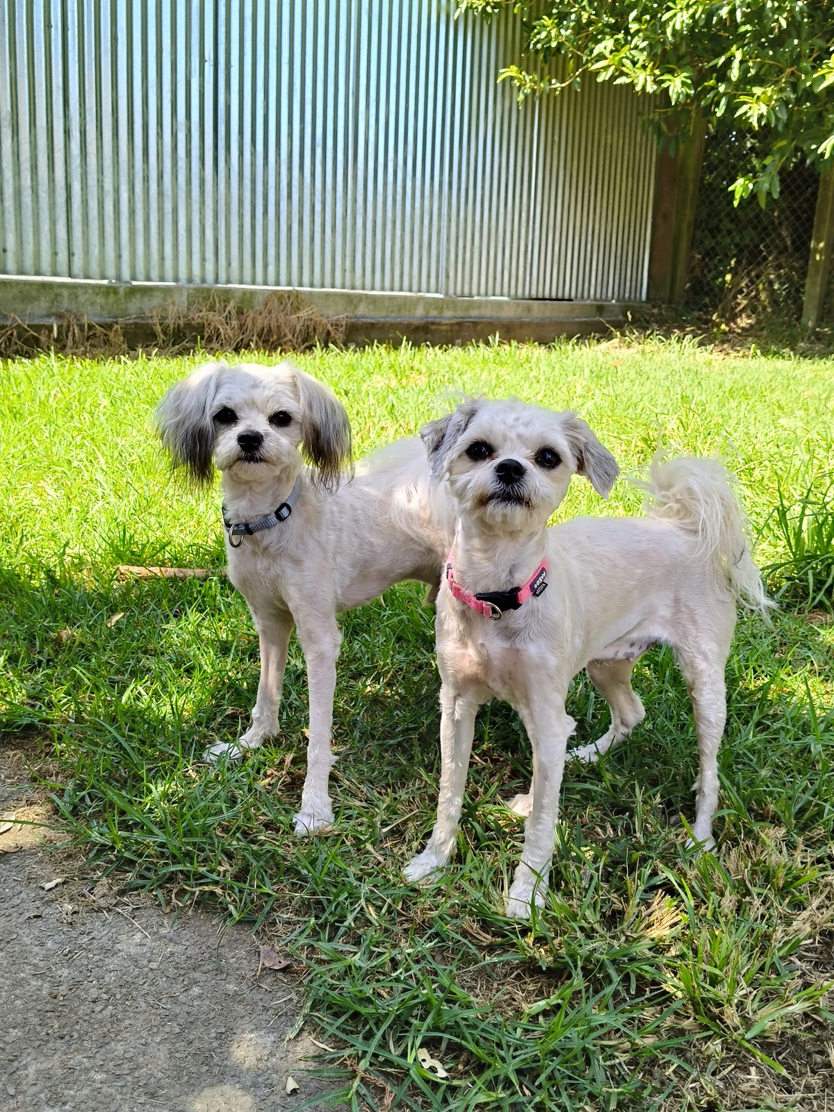 Gallery image: Fiyero